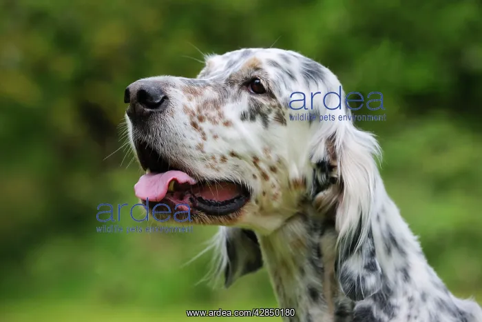: DOG. English setter head shot : DOG. English setter head shot