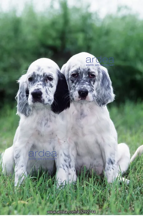 : Dog - English Setter Puppies x two, sitting : Dog - English Setter Puppies x two, sitting