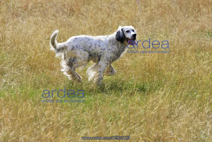 : Dog - English Setter running : Dog - English Setter running