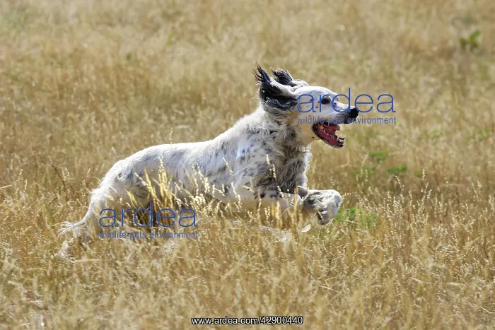 : Dog - English Setter running : Dog - English Setter running