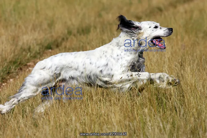  : Dog - English Setter running