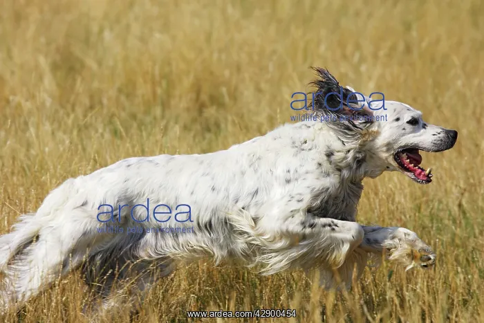 : Dog - English Setter running : Dog - English Setter running