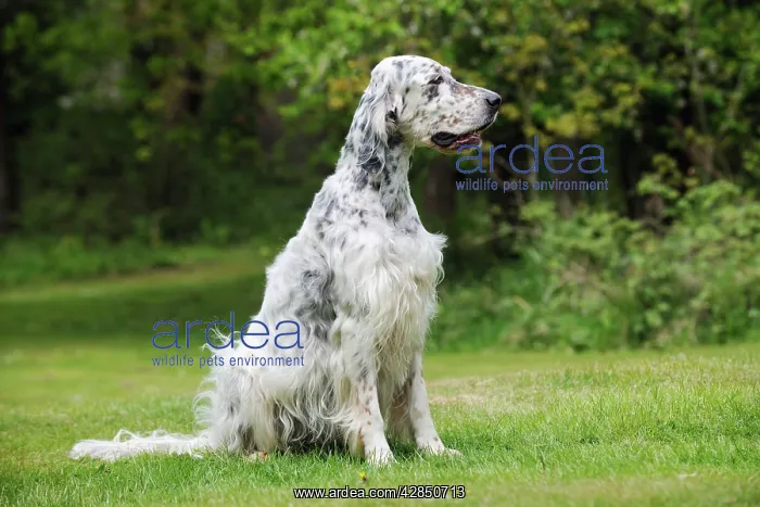 : DOG. English setter sitting down : DOG. English setter sitting down