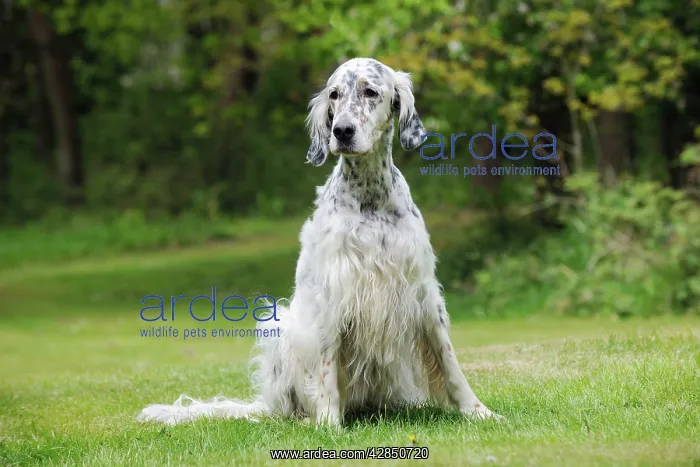 : DOG. English setter sitting down : DOG. English setter sitting down