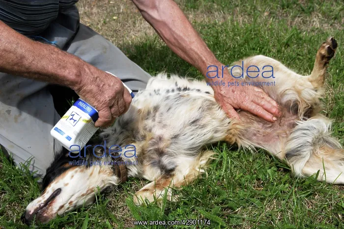 : Dog - English Setter - being sprayed with anti-flea : Dog - English Setter - being sprayed with anti-flea