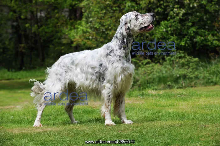 : DOG. English setter standing : DOG. English setter standing