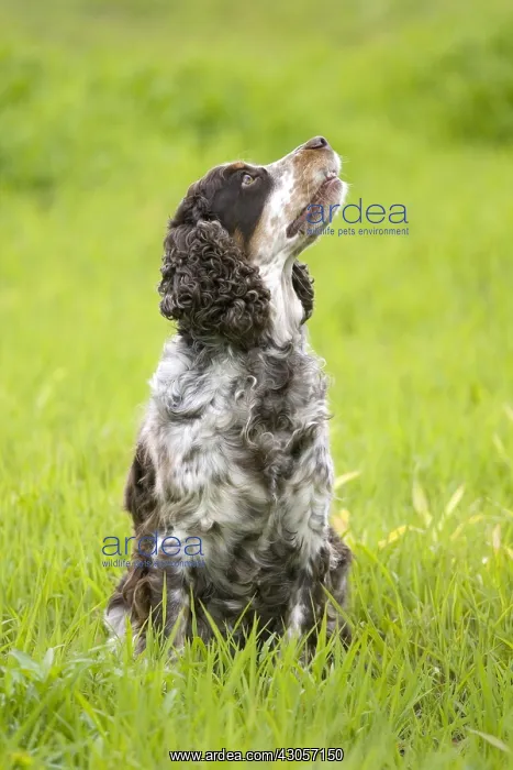 : Dog English Springer in grass France : Dog English Springer in grass France