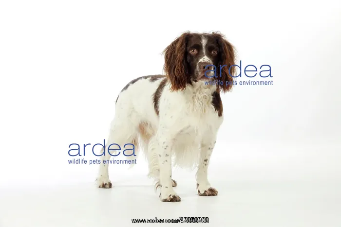 : DOG. English springer spaniel : DOG. English springer spaniel