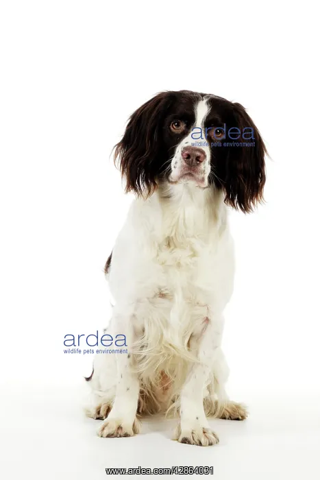 : DOG - English springer spaniel : DOG - English springer spaniel
