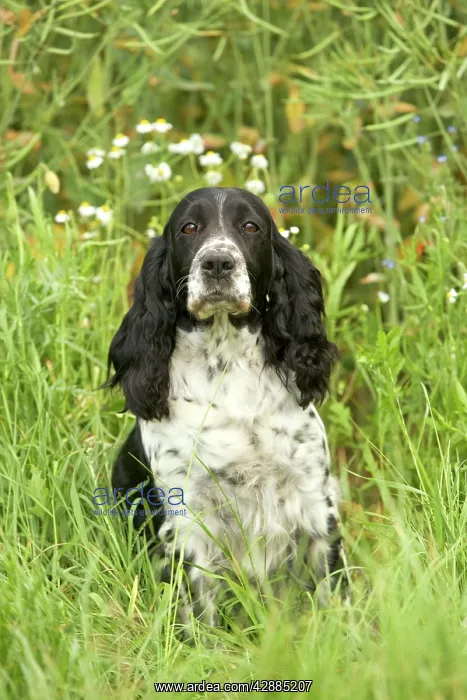  : Dog - English springer spaniel
