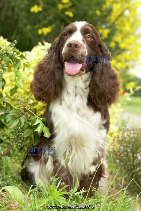  : Dog - English springer spaniel