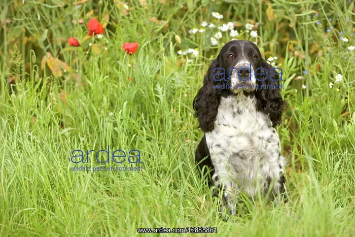  : Dog - English springer spaniel