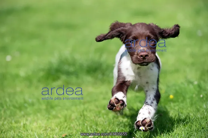 : DOG - English Springer Spaniel : DOG - English Springer Spaniel