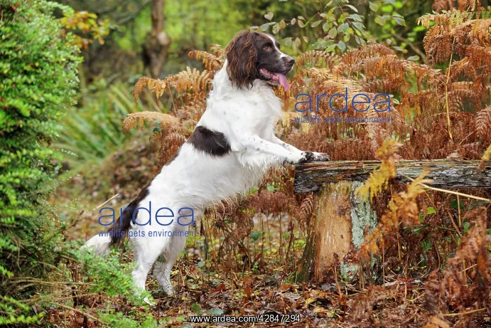  : DOG. English springer spaniel on bench