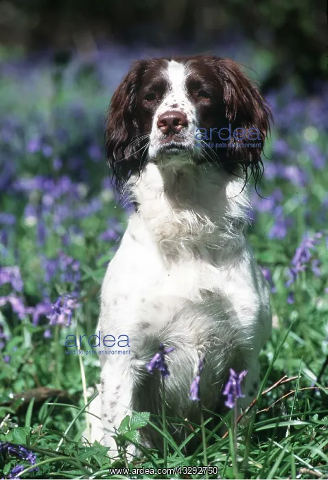 : DOG - ENGLISH SPRINGER SPANIEL - in Bluebell patch : DOG - ENGLISH SPRINGER SPANIEL - in Bluebell patch