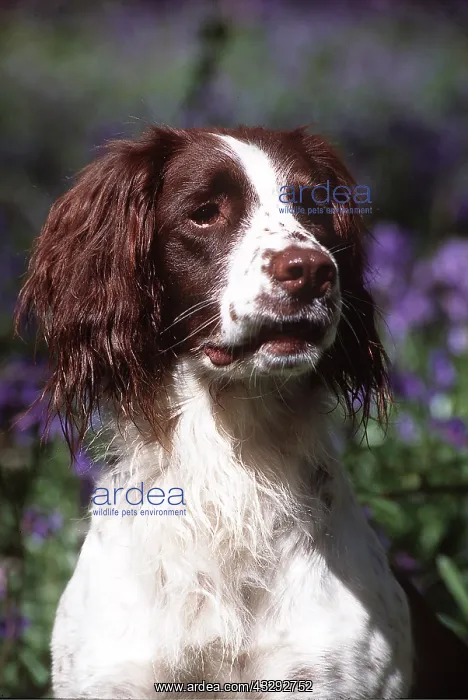 : DOG - English Springer Spaniel - In bluebells : DOG - English Springer Spaniel - In bluebells