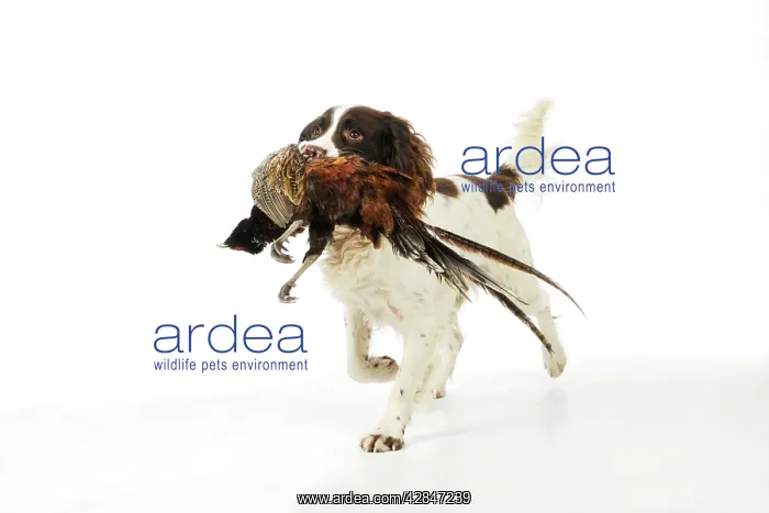  : DOG. English springer spaniel carrying pheasant in mouth