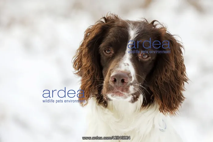 : DOG. English springer spaniel close up : DOG. English springer spaniel close up