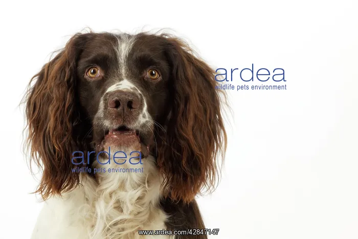: DOG. English springer spaniel head shot : DOG. English springer spaniel head shot