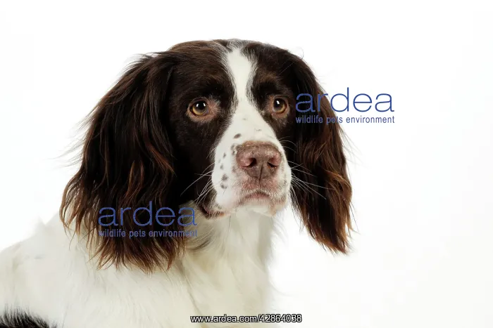 : DOG - English springer spaniel (head shot) : DOG - English springer spaniel (head shot)