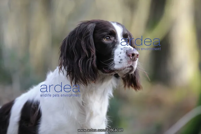 : DOG - English springer spaniel (head shot) : DOG - English springer spaniel (head shot)