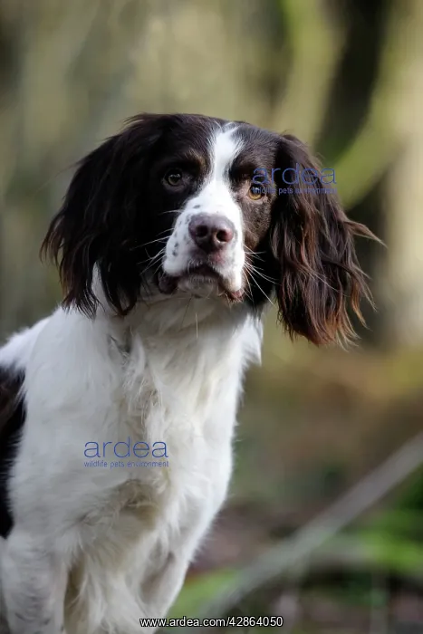 : DOG - English springer spaniel (head shot) : DOG - English springer spaniel (head shot)