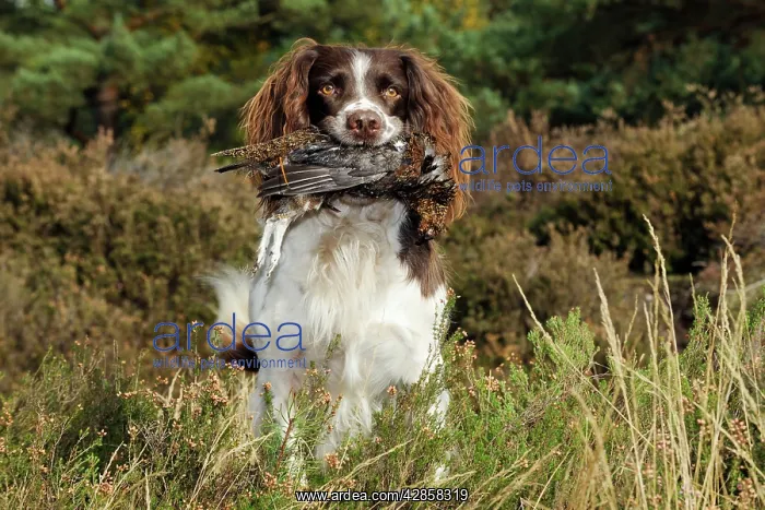 : DOG. English springer spaniel holding grouse in mouth : DOG. English springer spaniel holding grouse in mouth