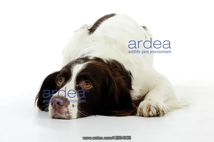 : DOG - English springer spaniel laying down : DOG - English springer spaniel laying down