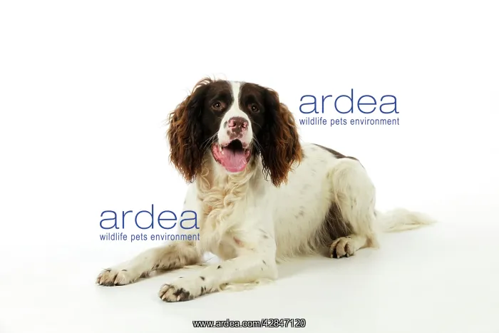 : DOG. English springer spaniel lying down : DOG. English springer spaniel lying down