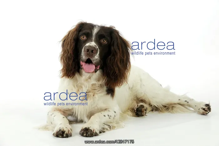 : DOG. English springer spaniel lying down : DOG. English springer spaniel lying down