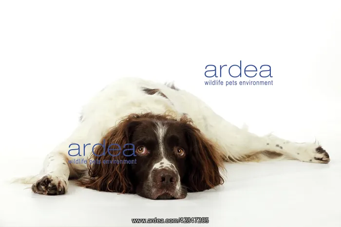 : DOG. English springer spaniel lying down : DOG. English springer spaniel lying down
