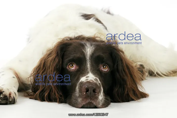  : DOG. English springer spaniel lying down close up
