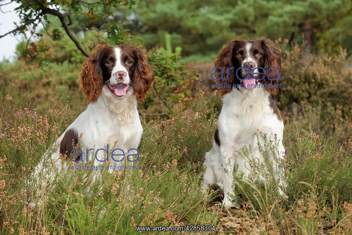 : DOG. English springer spaniel pair sitting in heather : DOG. English springer spaniel pair sitting in heather