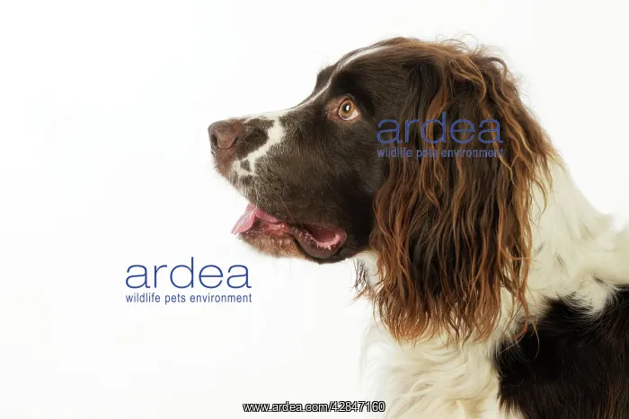  : DOG. English springer spaniel profile head and shoulders