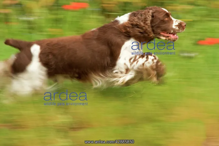  : Dog - English springer spaniel running