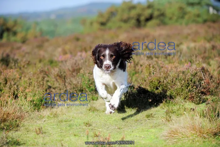 : DOG. English springer spaniel running through heather : DOG. English springer spaniel running through heather
