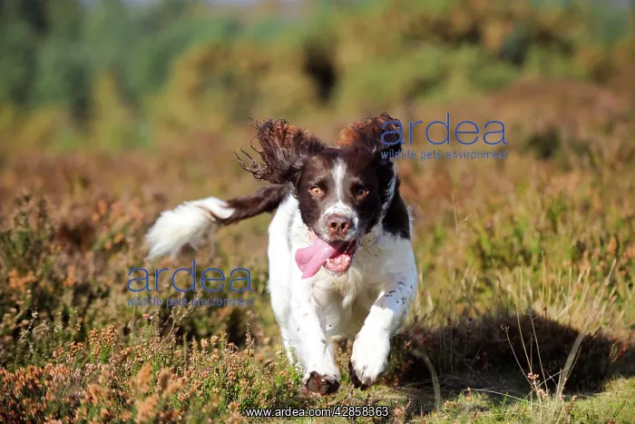 : DOG. English springer spaniel running through heather : DOG. English springer spaniel running through heather
