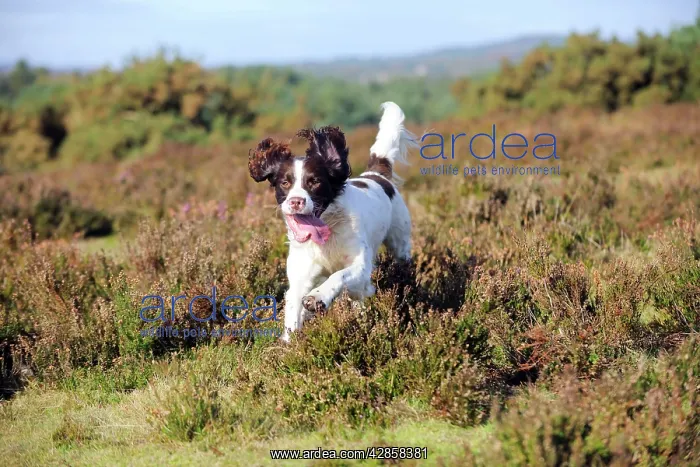 : DOG. English springer spaniel running through heather : DOG. English springer spaniel running through heather