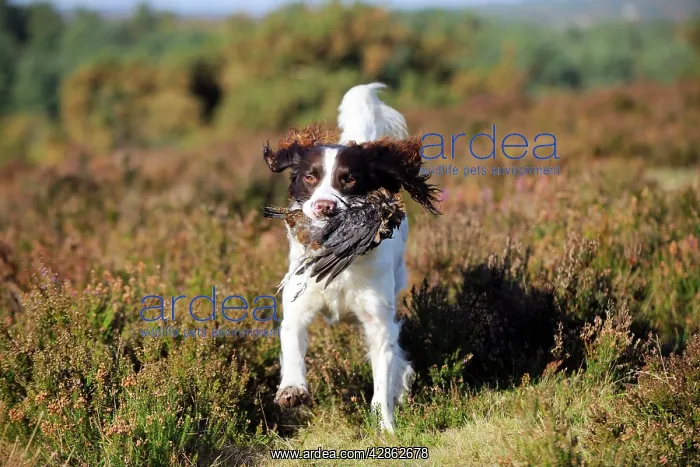 : DOG. English springer spaniel running through heather : DOG. English springer spaniel running through heather