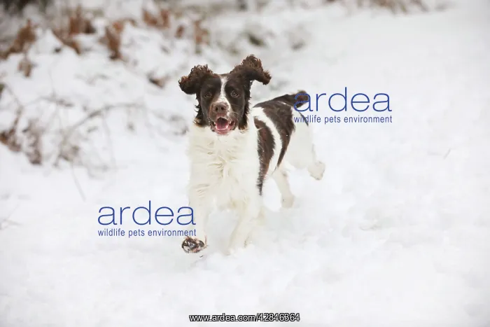 : DOG. English springer spaniel running through the snow : DOG. English springer spaniel running through the snow