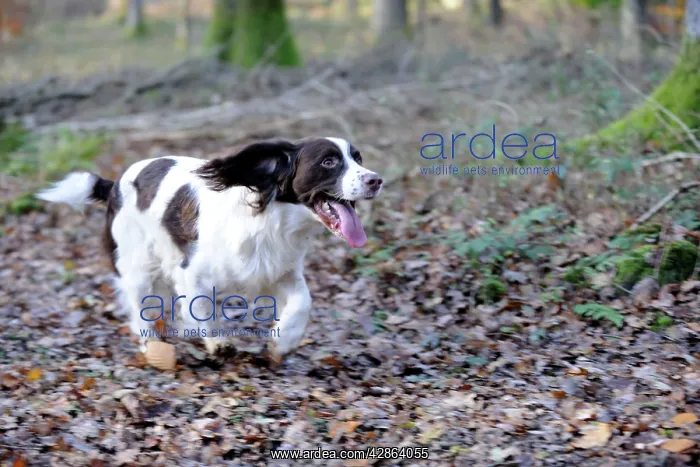 : DOG - English springer spaniel running through the woods : DOG - English springer spaniel running through the woods