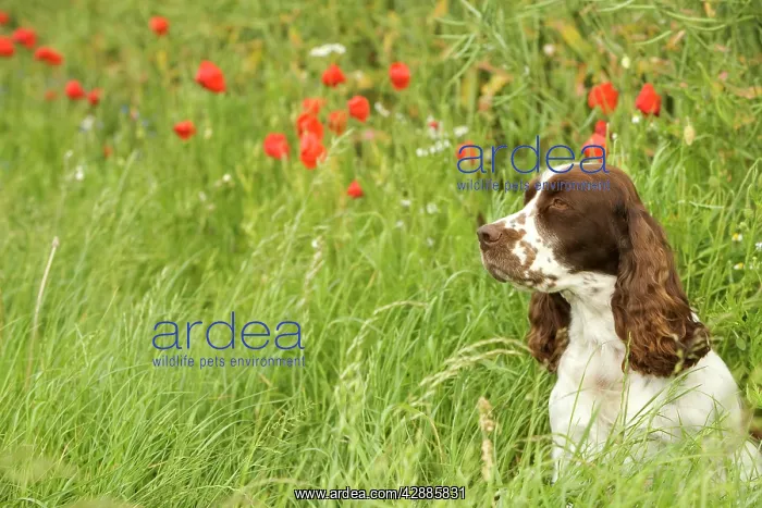 : Dog - English springer spaniel sitting in field with poppies : Dog - English springer spaniel sitting in field with poppies