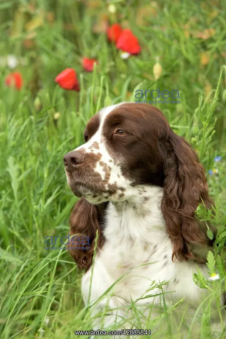 : Dog - English springer spaniel sitting in field with poppies : Dog - English springer spaniel sitting in field with poppies