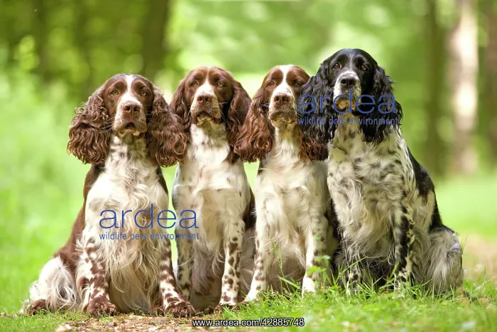 : Dog - English springer spaniel - four sitting in row : Dog - English springer spaniel - four sitting in row