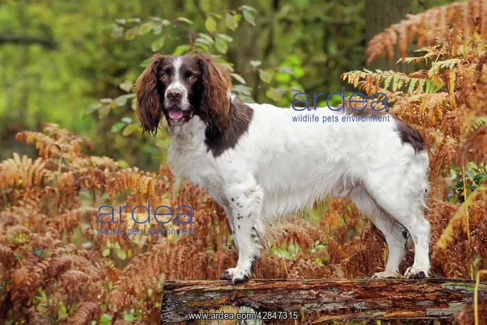  : DOG. English springer spaniel standing on bench