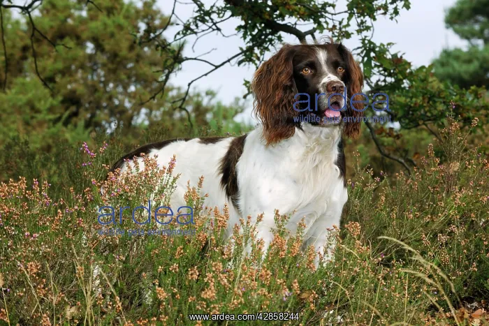 : DOG. English springer spaniel standing in heather : DOG. English springer spaniel standing in heather