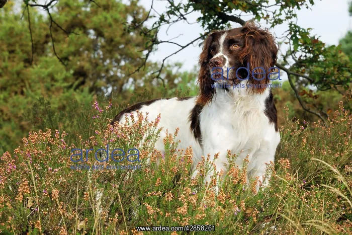 : DOG. English springer spaniel standing in heather : DOG. English springer spaniel standing in heather