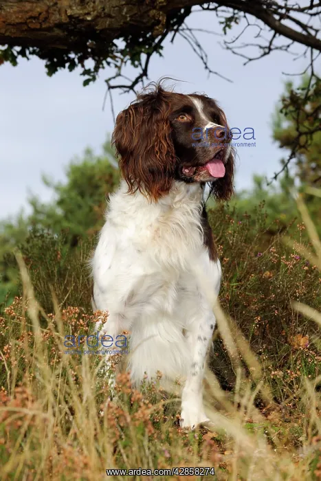 : DOG. English springer spaniel standing in heather : DOG. English springer spaniel standing in heather