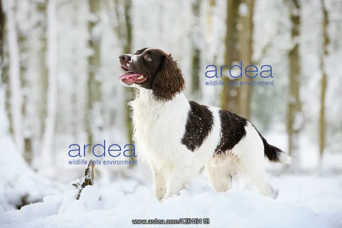 : DOG. English springer spaniel standing in the snow : DOG. English springer spaniel standing in the snow