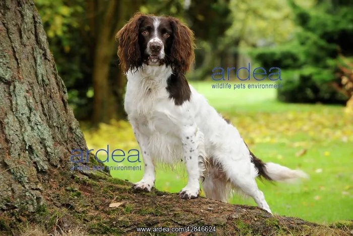 : DOG. English springer spaniel standing on tree root : DOG. English springer spaniel standing on tree root